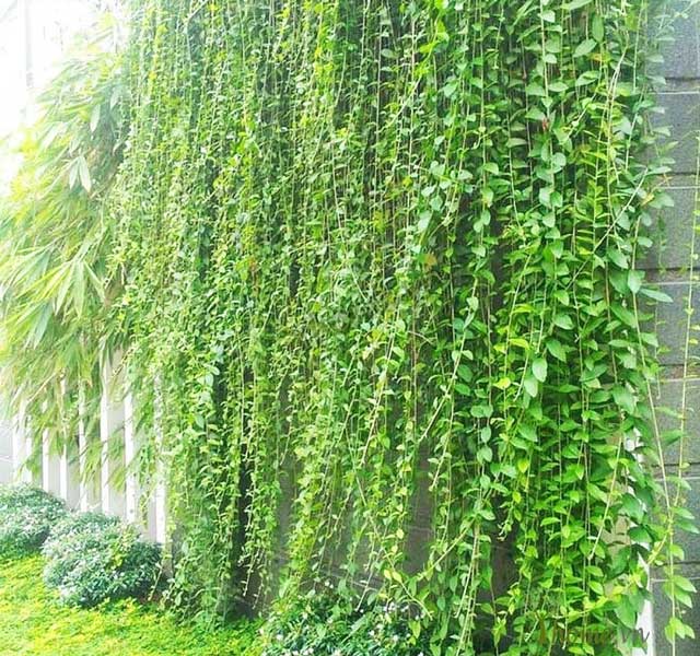 Cây cúc tần Ấn Độ