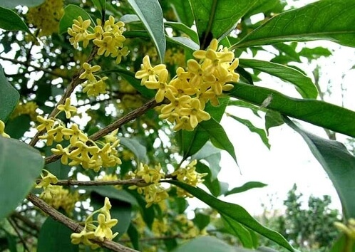 cây trồng ban công chịu nắng 8