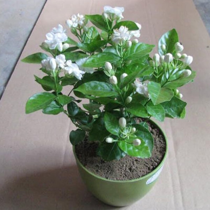 cây trồng ban công chịu nắng 7