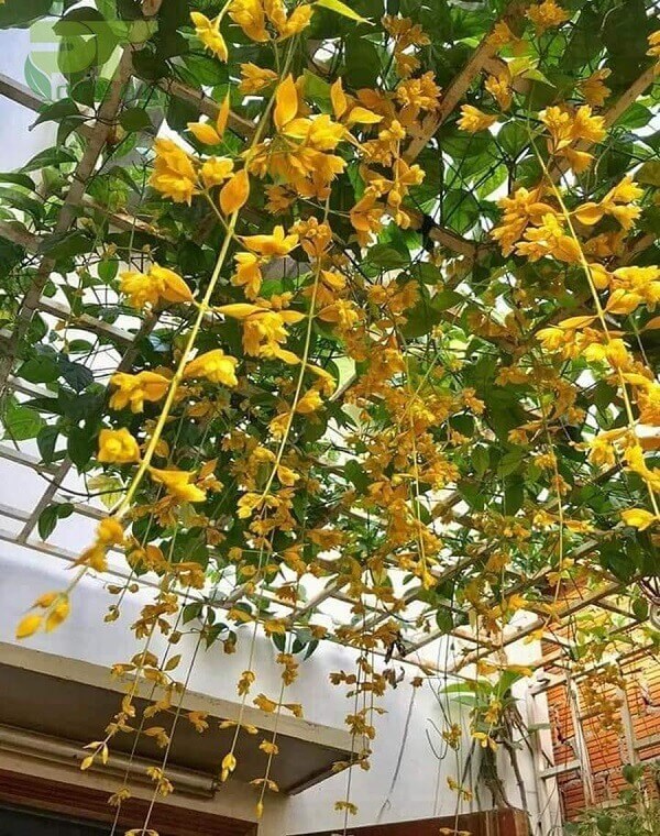cây trồng ban công chịu nắng 4