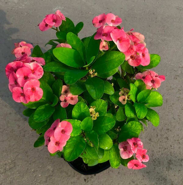 cây trồng ban công chịu nắng 3