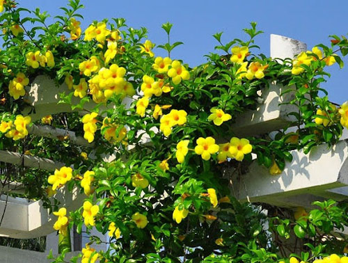 cây trồng ban công dễ sống 11