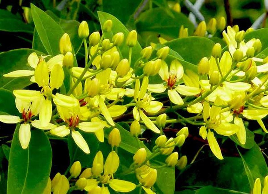 cây trồng ban công dễ sống 9