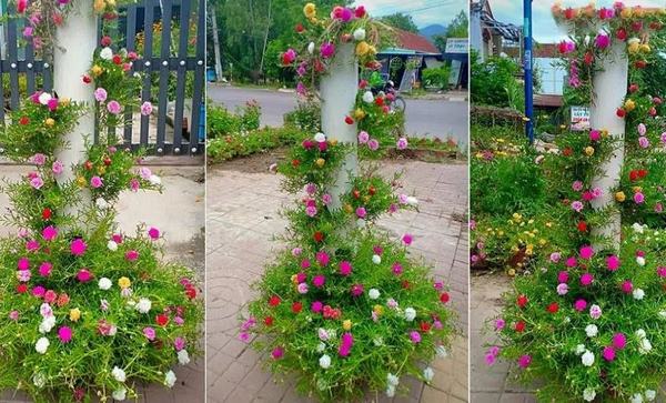 cây trồng ban công dễ sống 8