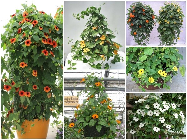 cây trồng ban công dễ sống 7
