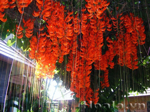 cây trồng ban công dễ sống 3