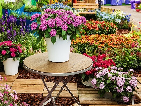 cây trồng ban công dễ sống 1