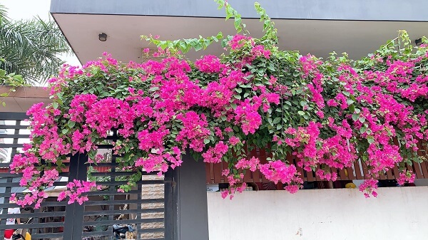 cây trồng ban công hướng tây 10