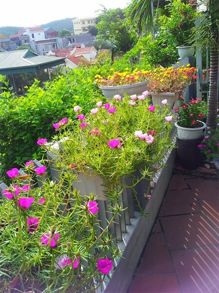 cây trồng ban công hướng tây 3