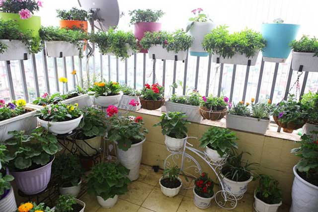 Chậu hoa treo hoa tổ hợp