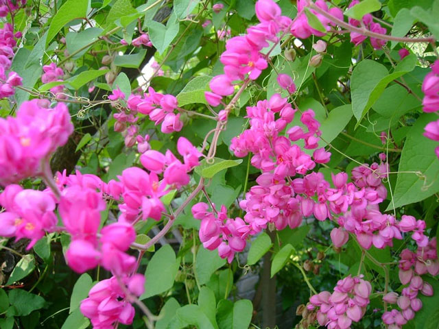 Cây Hoa Tigon