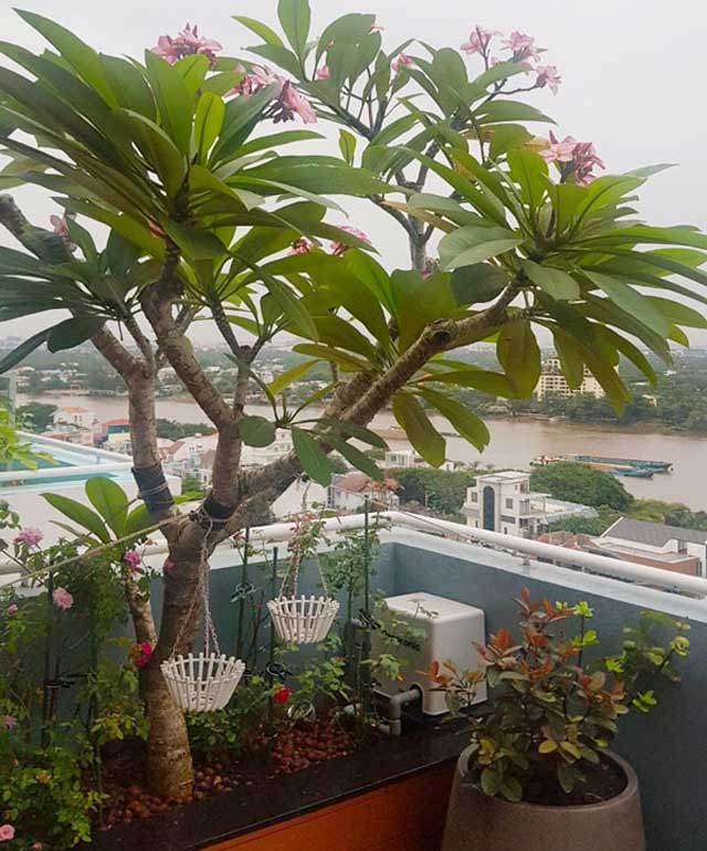 Cây sứ đại